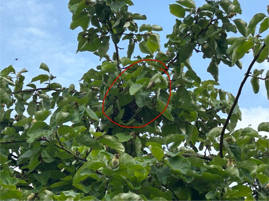 Bienenschwarm hängt in einem Baum, vor dem Einfangen durch die Imkerei brummbrummhonig